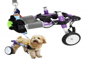 Best Wheelchair For Dogs